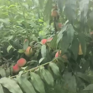 5万斤露天黄桃上市中