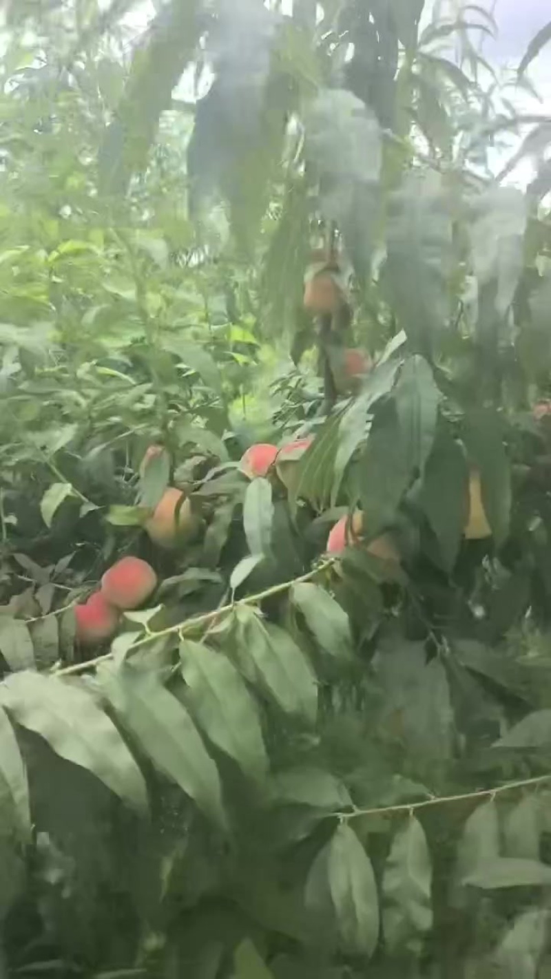 5万斤露天黄桃上市中