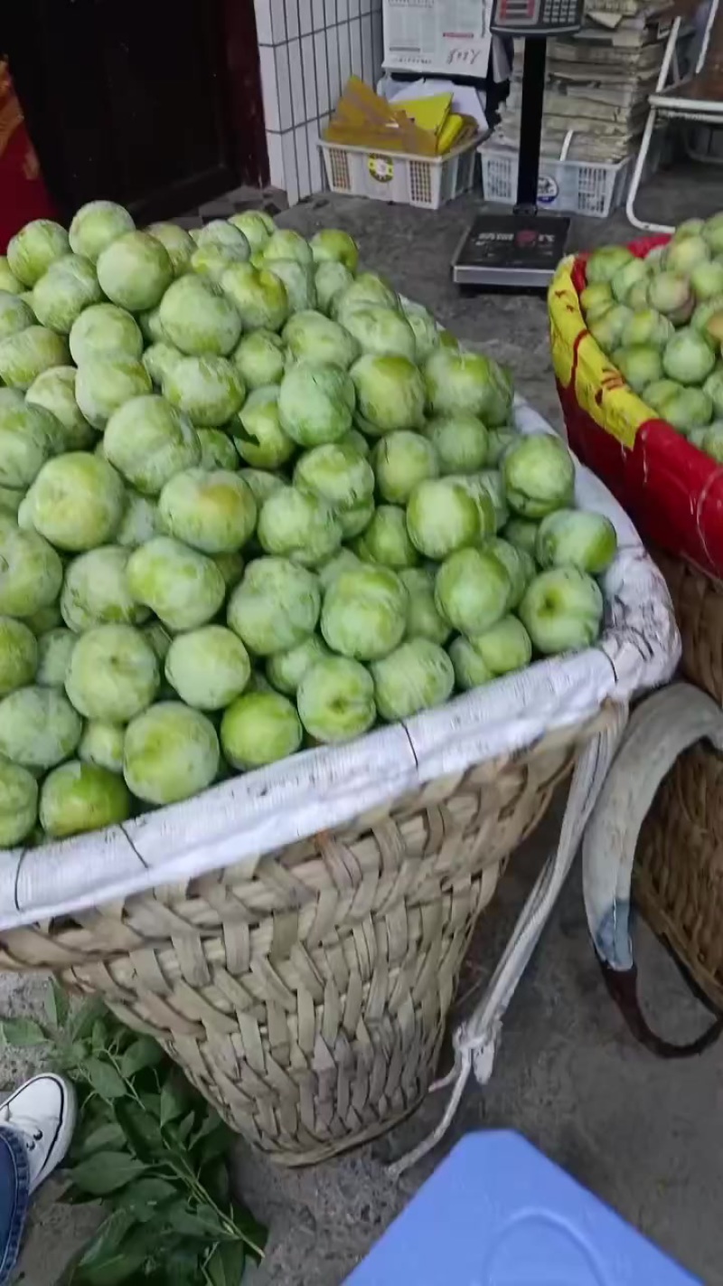 凤凰李