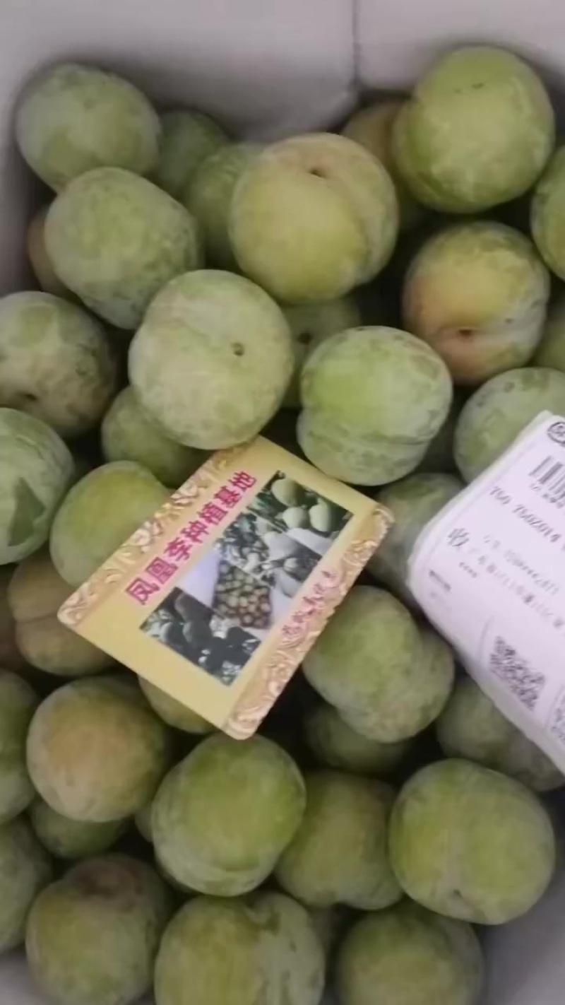 凤凰李