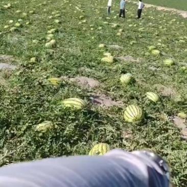 宁夏中卫市沙波头区香山硒砂瓜