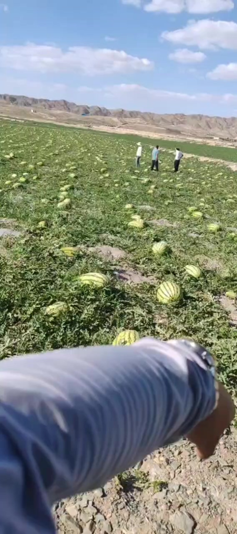 宁夏中卫市沙波头区香山硒砂瓜