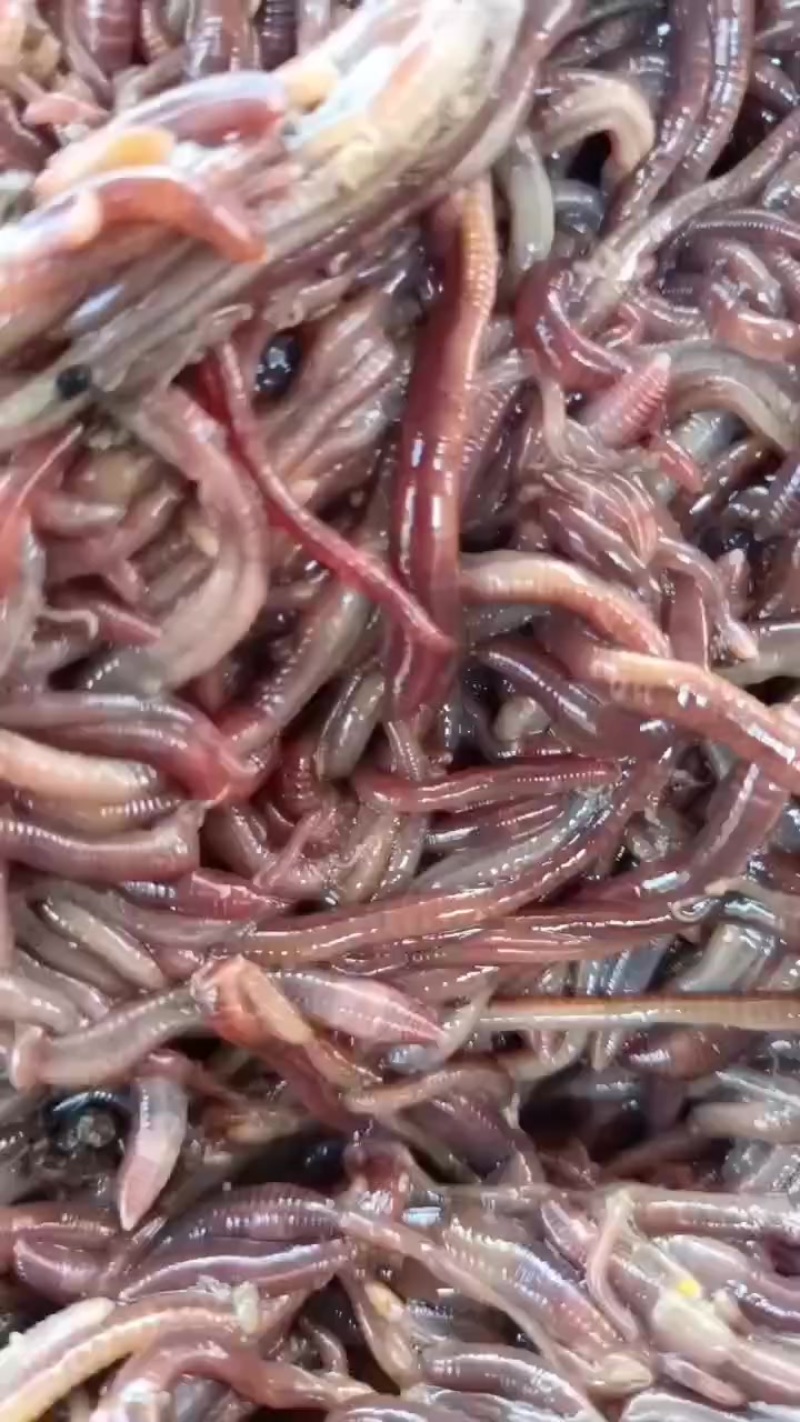 蚯蚓