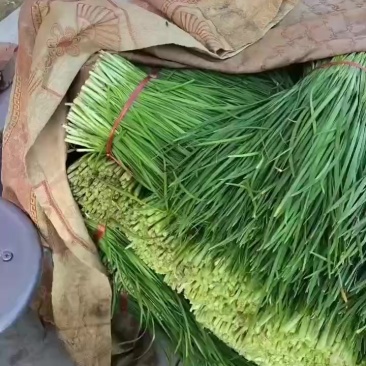 精品韭菜