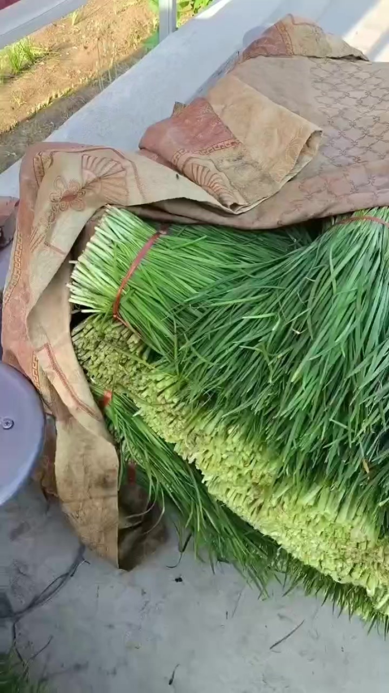 精品韭菜