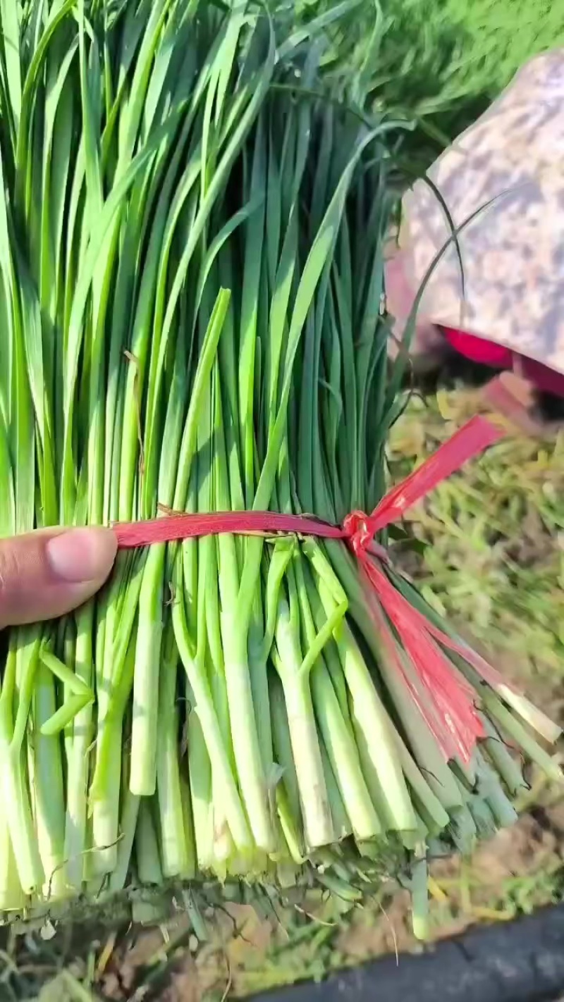 精品韭菜