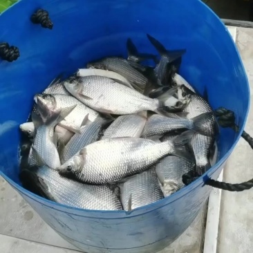 巴西雕鱼