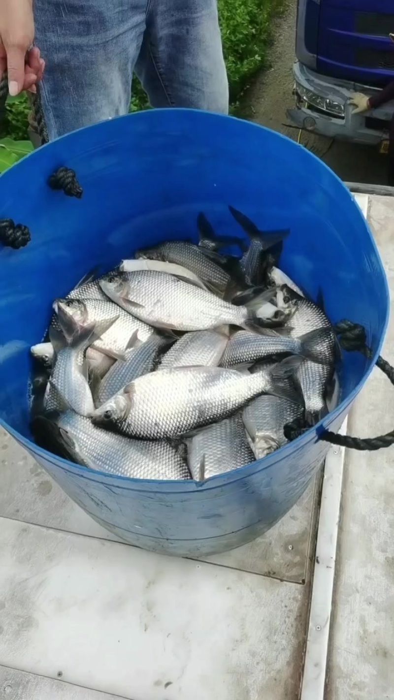 巴西雕鱼