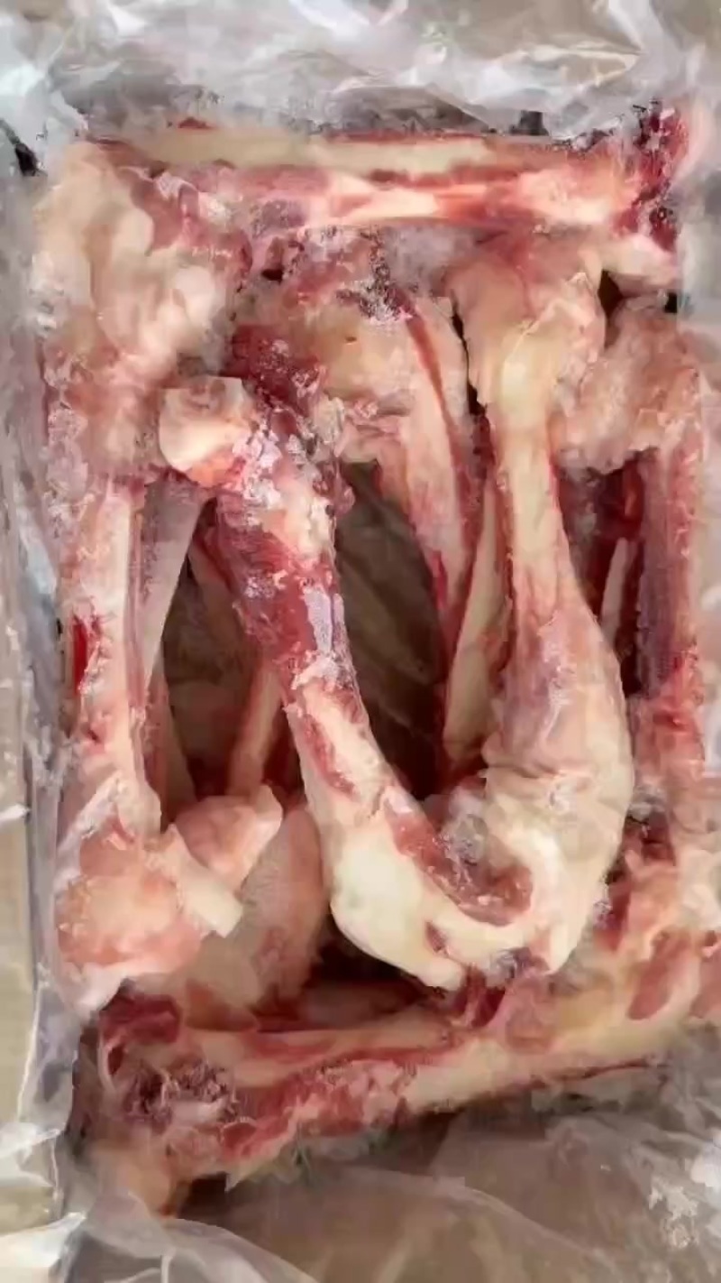 母猪后腿骨