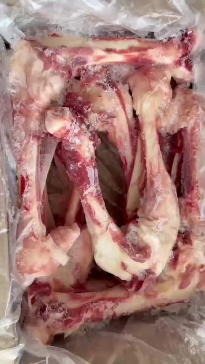母猪后腿骨