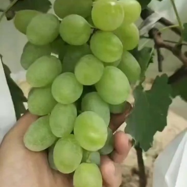 高山优质青提普通（口感不是平原货能比的）