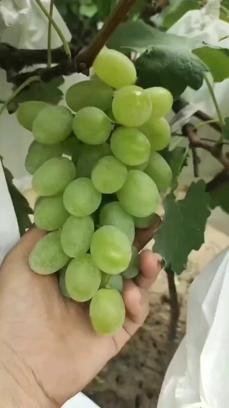 高山优质青提普通（口感不是平原货能比的）