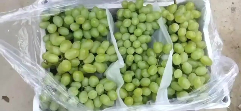 高山优质青提普通（口感不是平原货能比的）