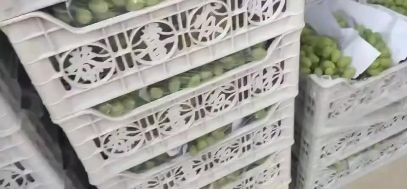 高山优质青提普通（口感不是平原货能比的）