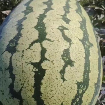 甘肃西瓜
