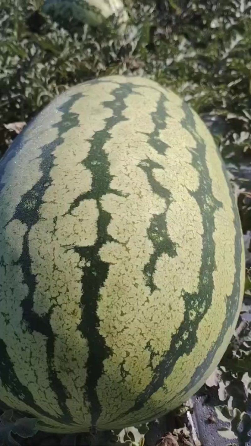 甘肃西瓜