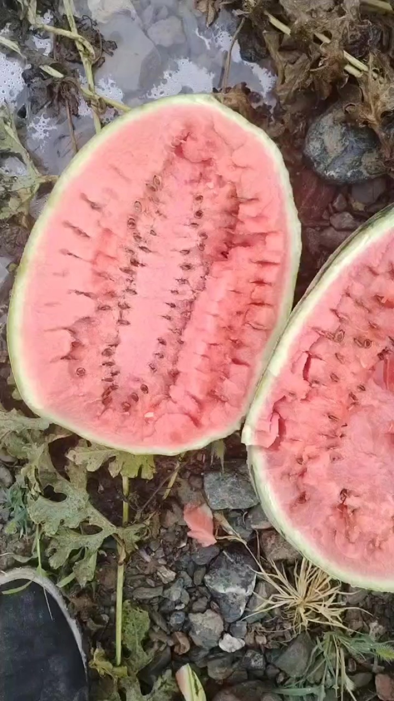 甘肃西瓜