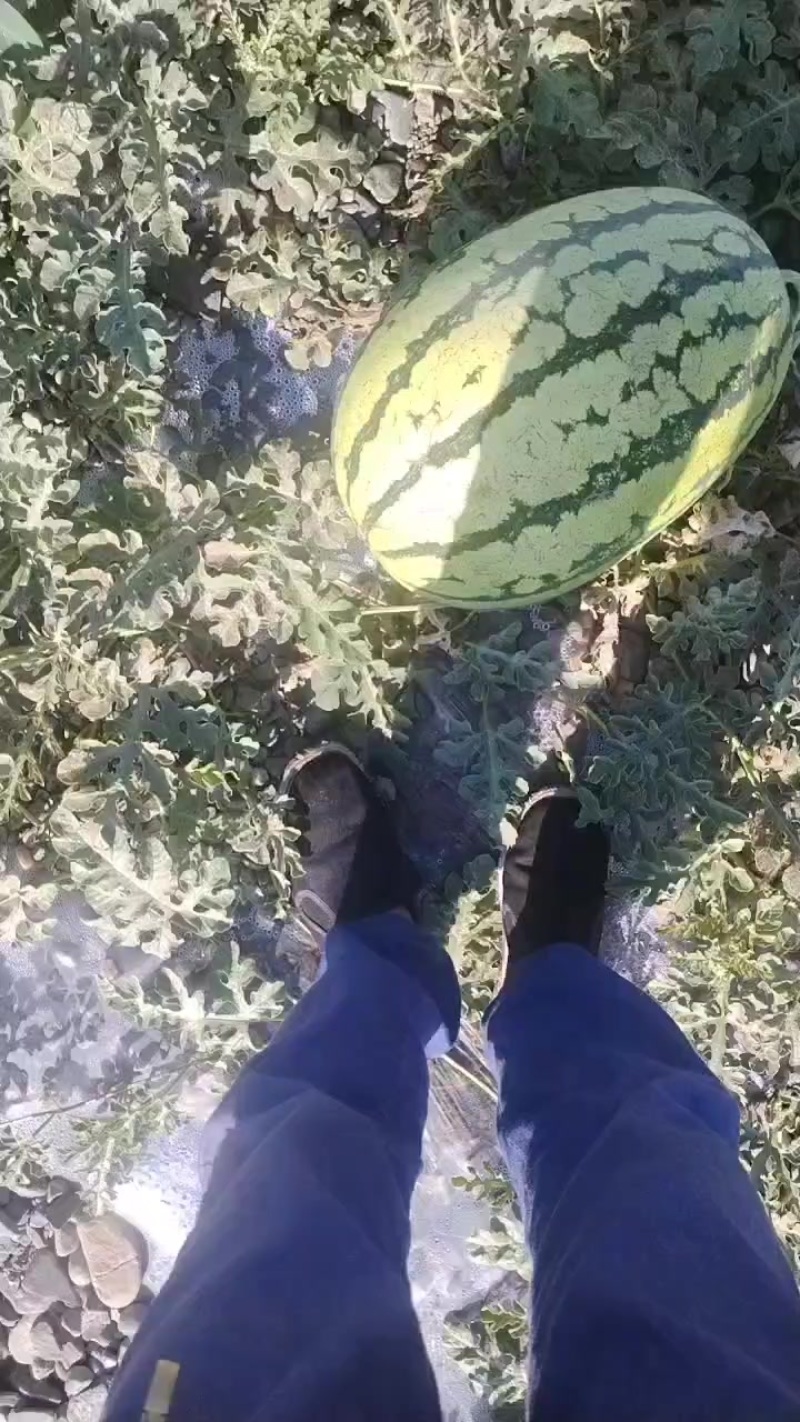 甘肃西瓜