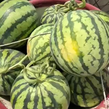 无籽麒麟，大量有货，需要的老板联系我