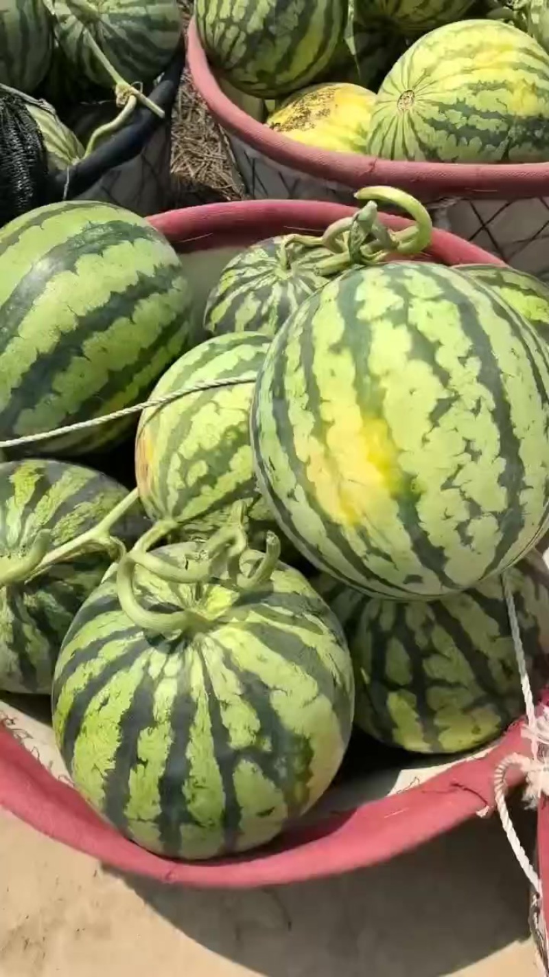 无籽麒麟，大量有货，需要的老板联系我