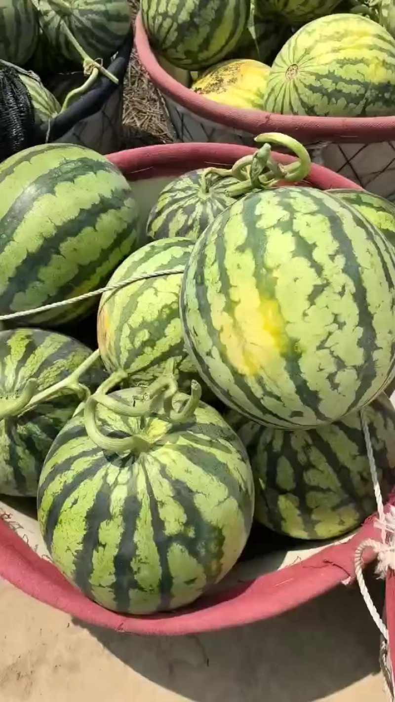 无籽麒麟，大量有货，需要的老板联系我