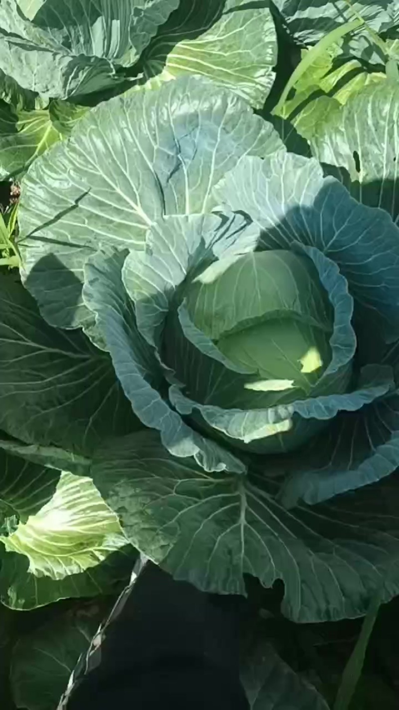 913莲花白