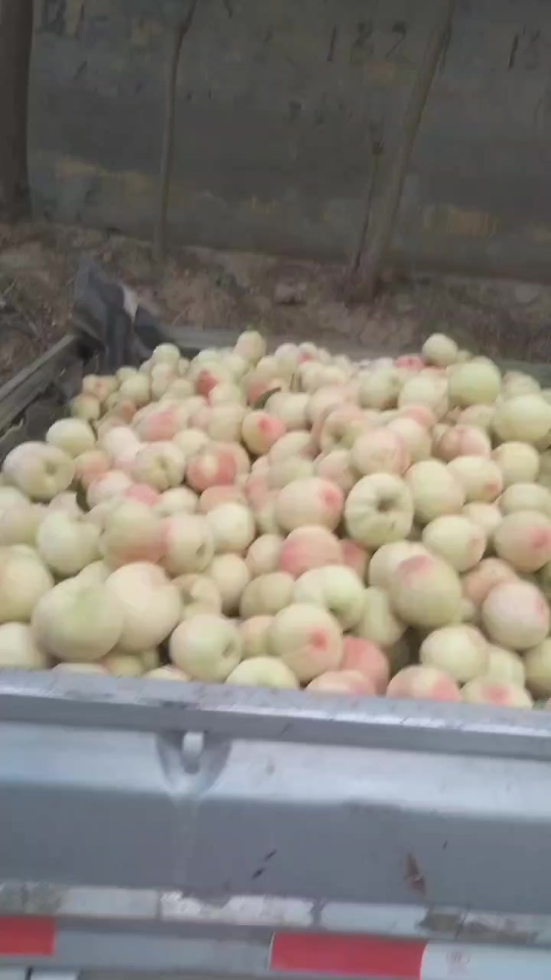 毛桃