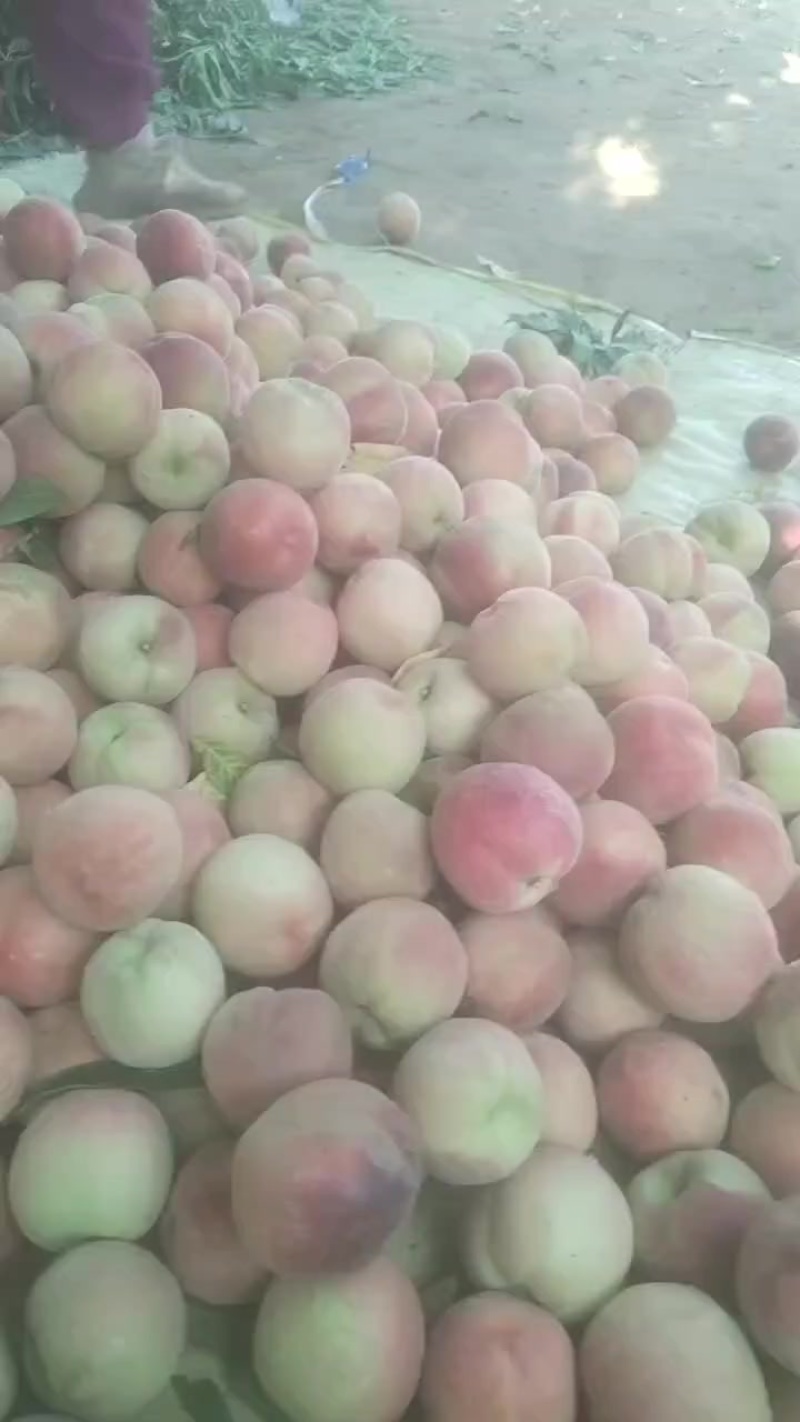 毛桃