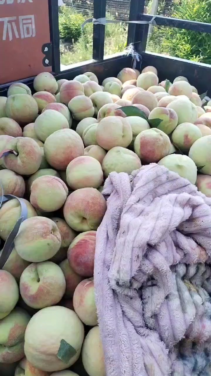 毛桃