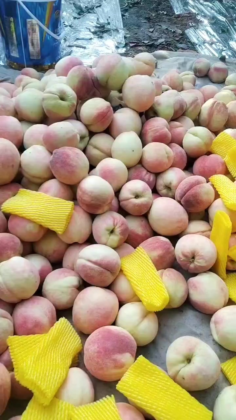 毛桃