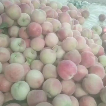 毛桃