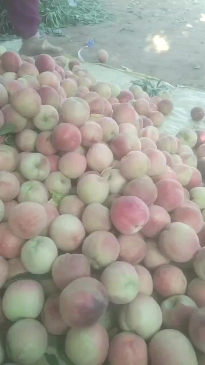 毛桃