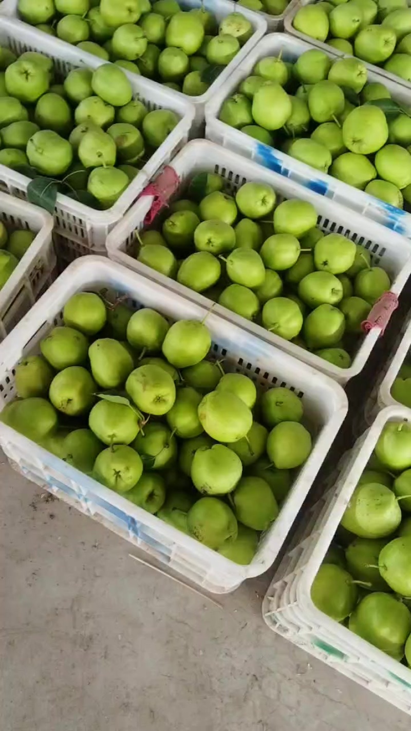 阳信早酥梨