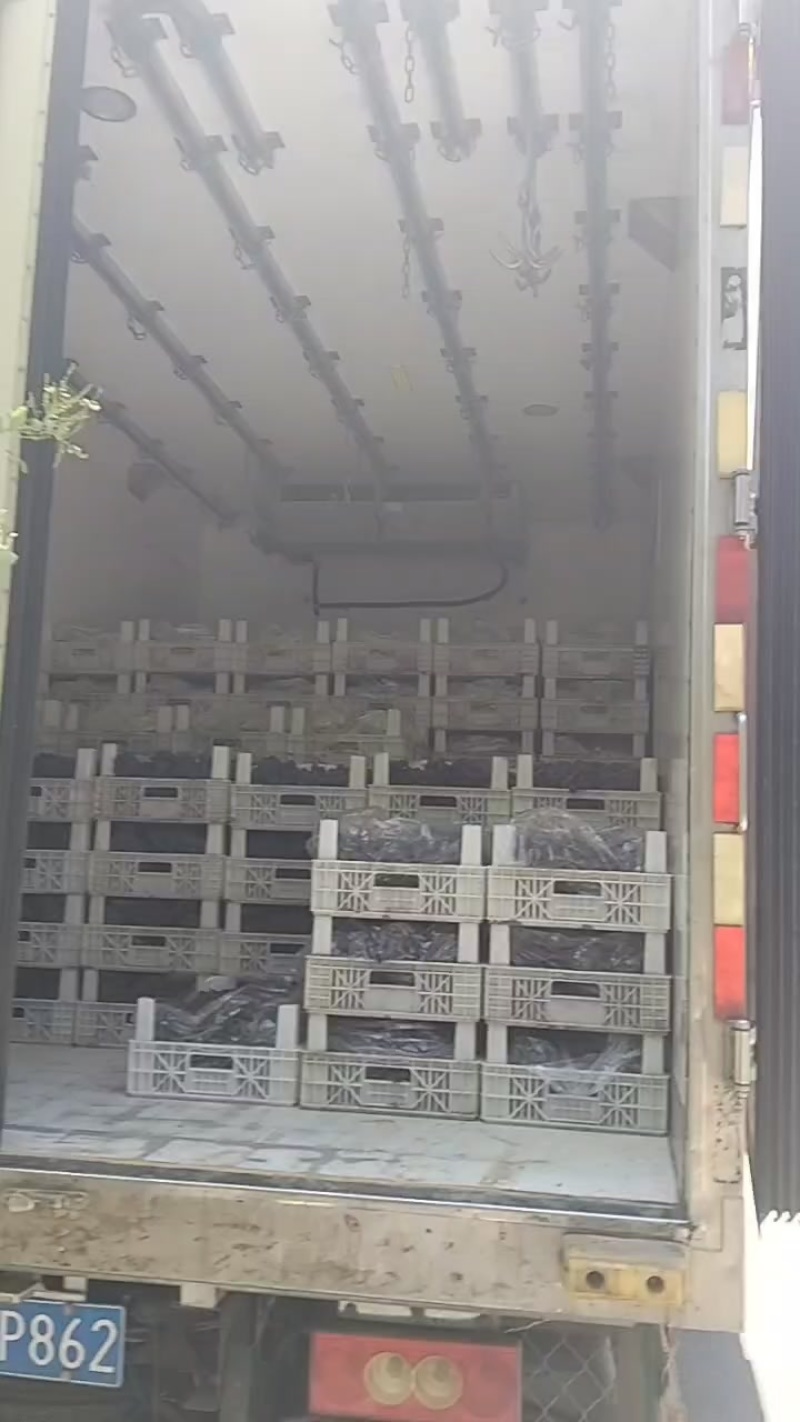 河北邢台威县巨峰