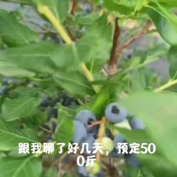 长白山蓝莓瑞卡北路价格便宜，质量好