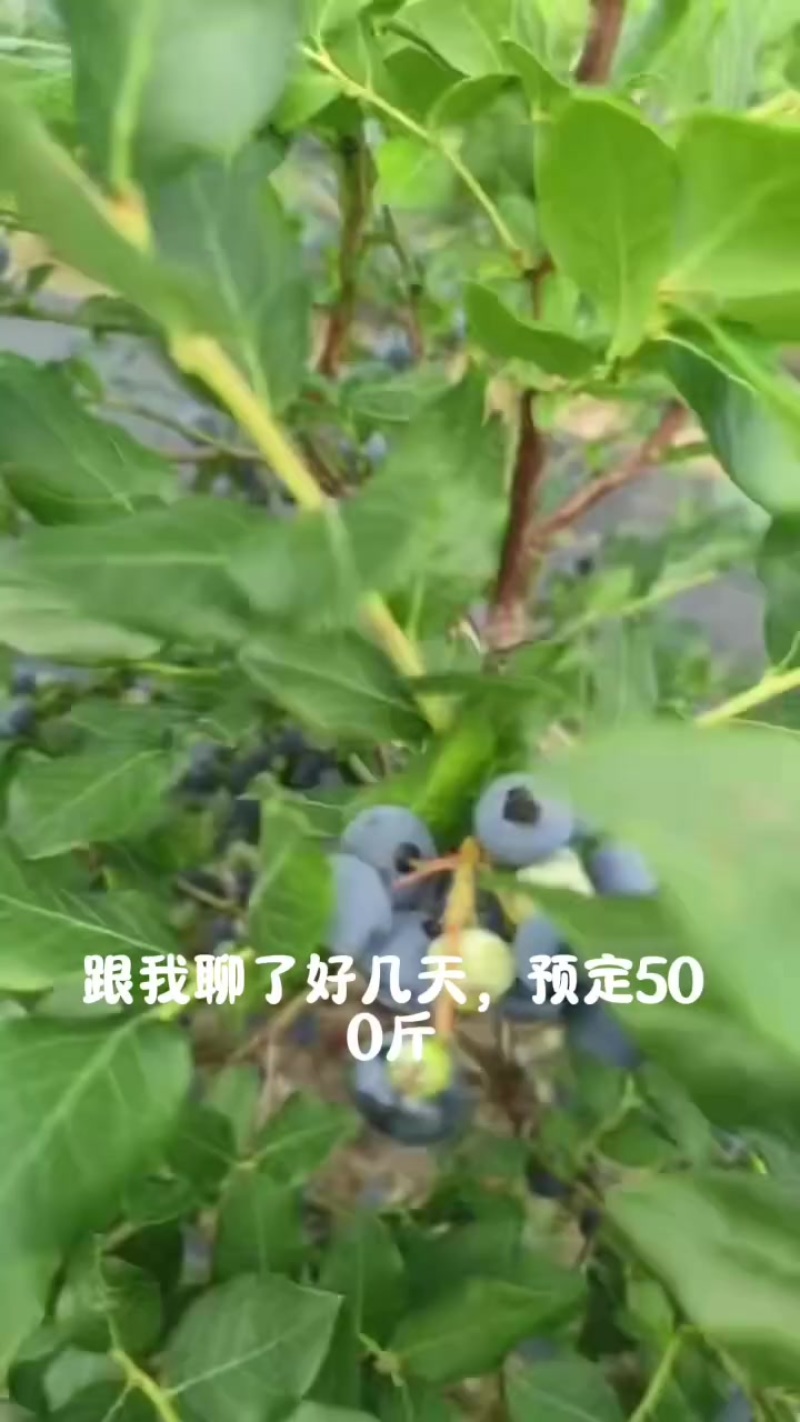长白山蓝莓瑞卡北路价格便宜，质量好