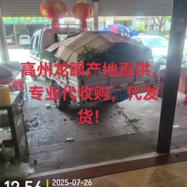 高州龙眼产地直供，专业代收购，代发货！