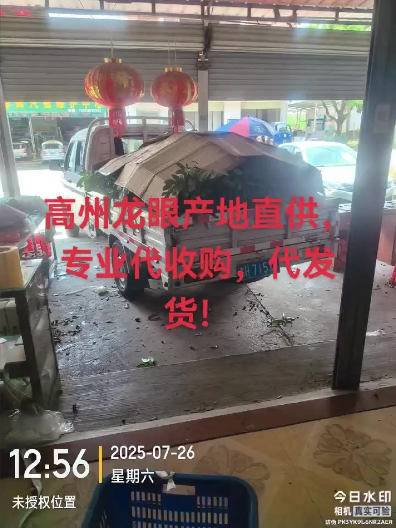 高州龙眼产地直供，专业代收购，代发货！