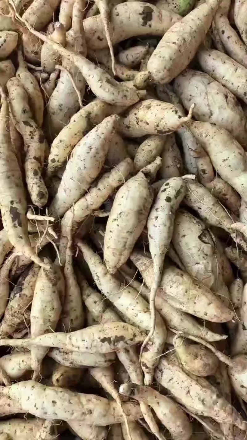 人参薯