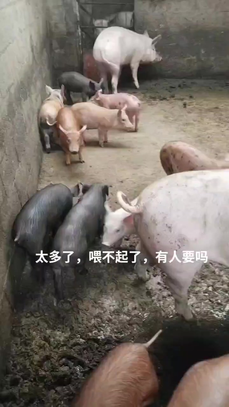 杂交农村土养猪