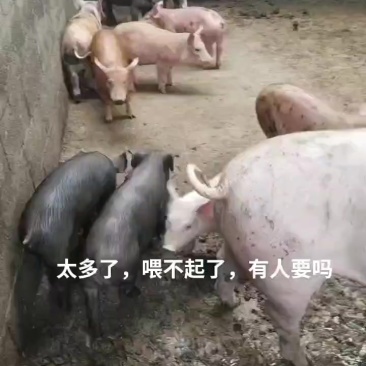 杂交农村土养猪