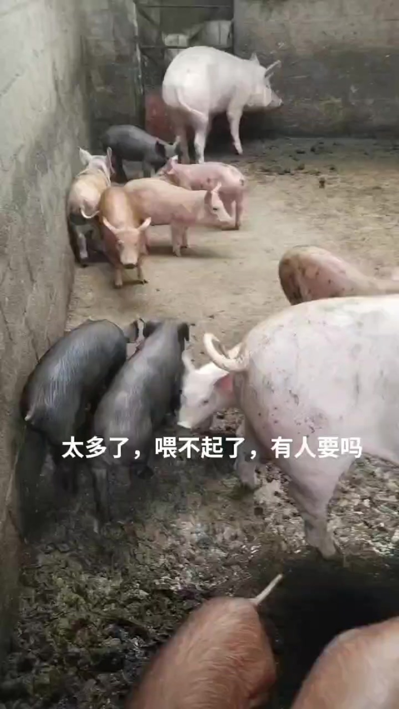 杂交农村土养猪