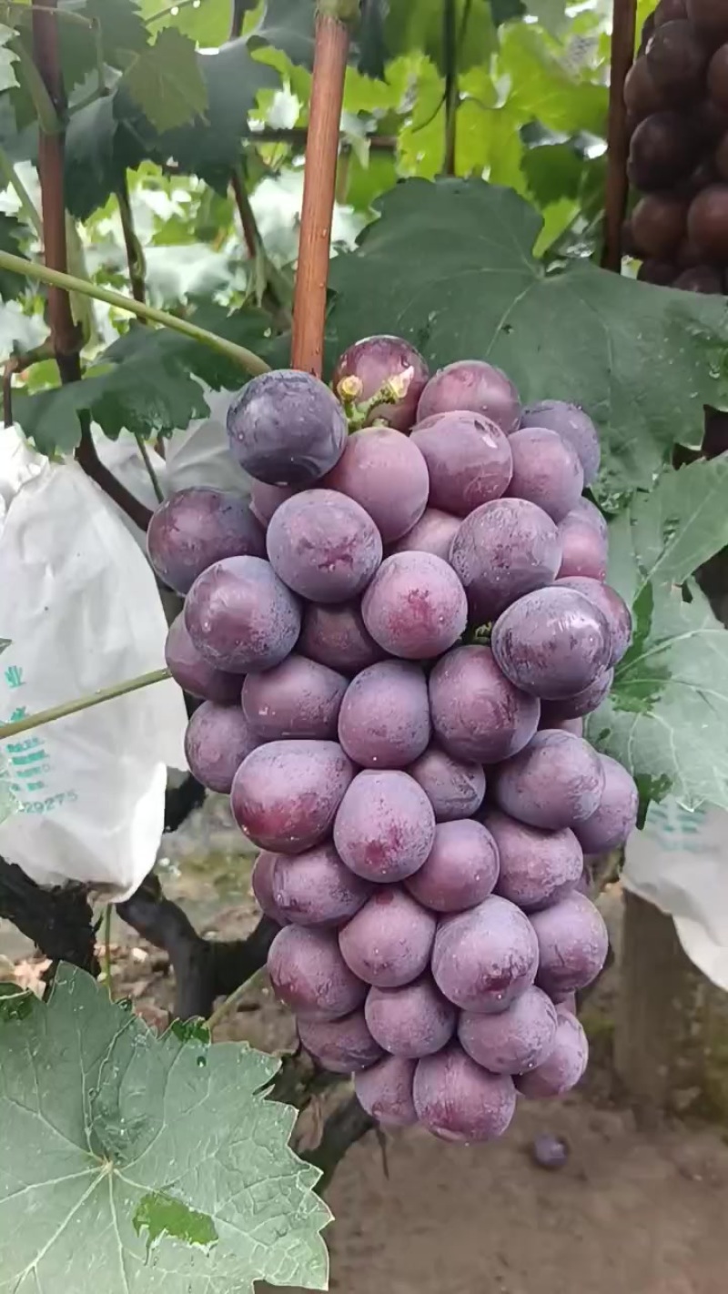 露天套袋无籽巨峰葡萄