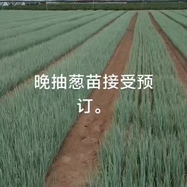 晚抽葱苗即将上市，品种齐全，保质保量，可签合同