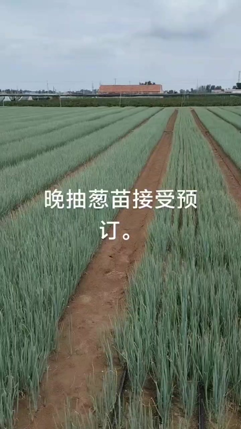 晚抽葱苗即将上市，品种齐全，保质保量，可签合同