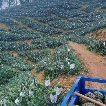 潮汕惠来圆墩台湾菠萝
