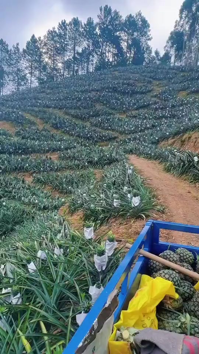 潮汕惠来圆墩台湾菠萝