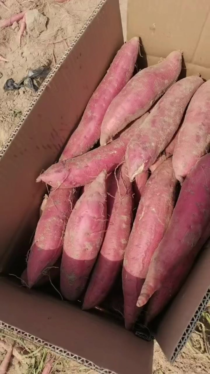 西瓜红红薯