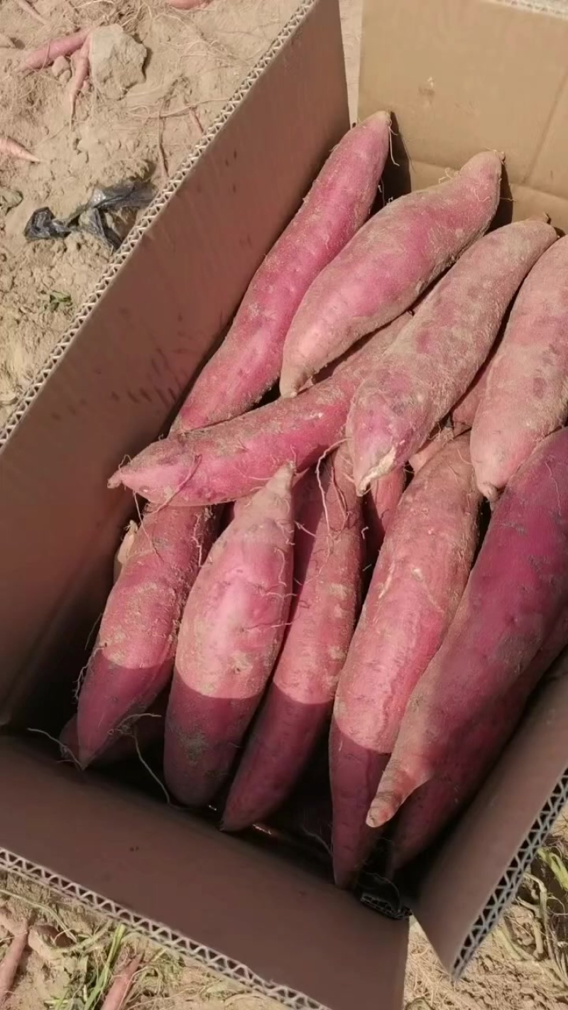 西瓜红红薯