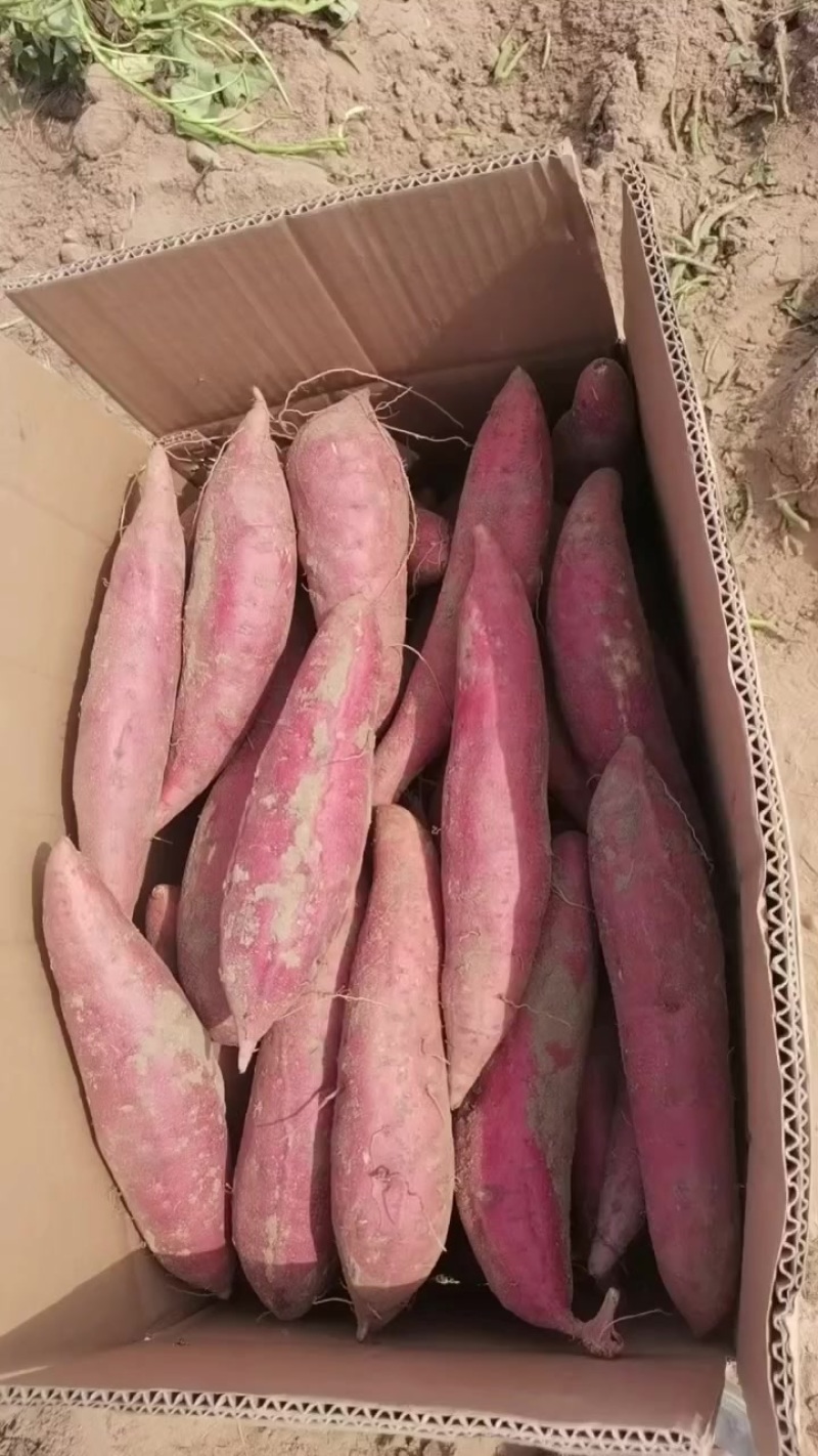 西瓜红红薯
